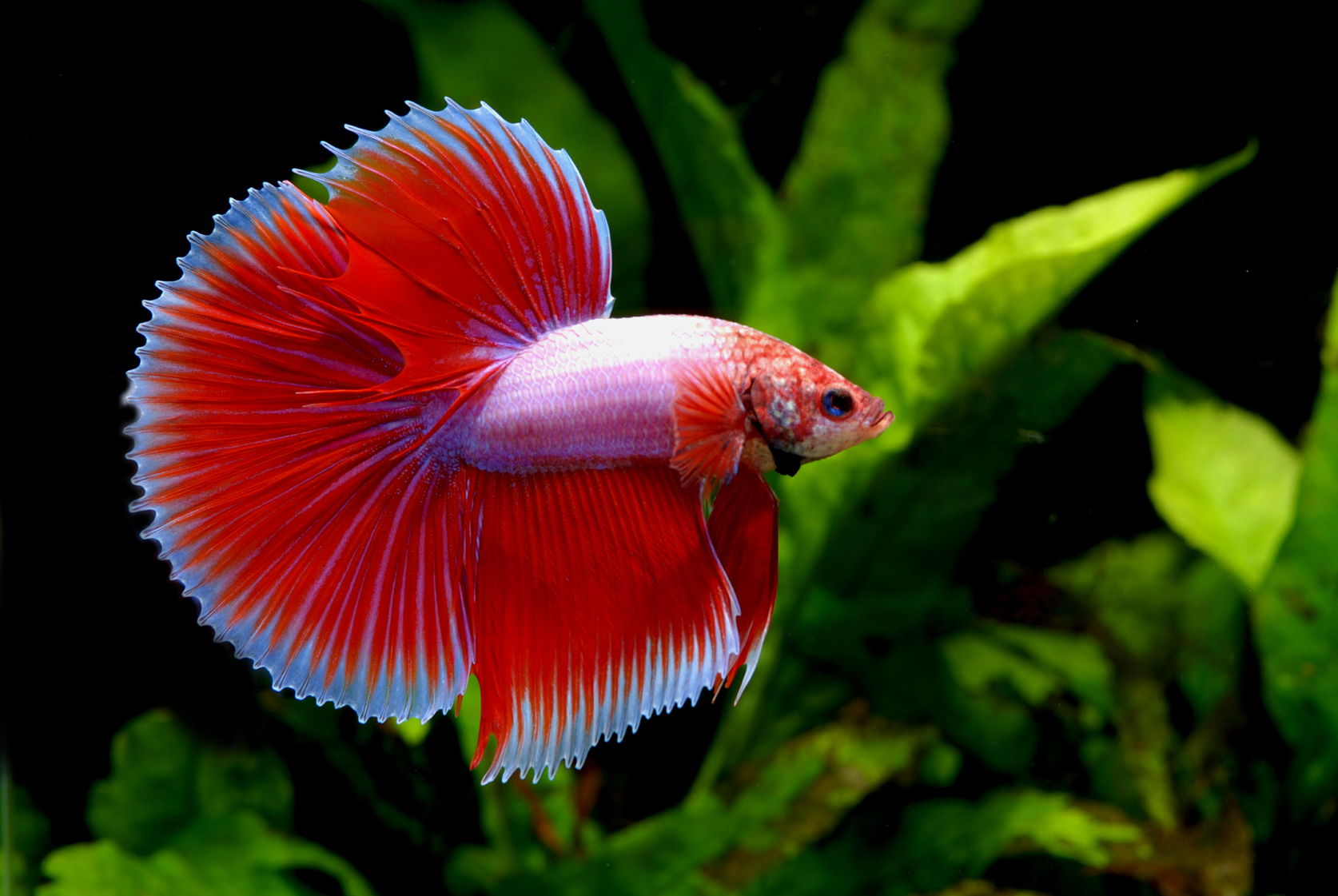 A beautiful bright red and light pink Halfmoon Betta Fish.