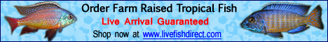 Buy Live Tropical Fish at Live Fish Direct. Live arrival guaranteed!