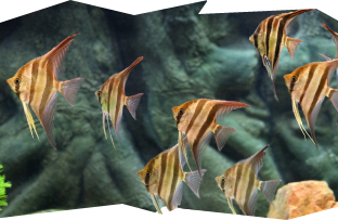 Altum Angelfish in a home aquarium