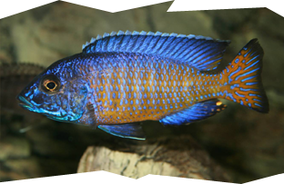 A male Ngara Flametail peacock cichlid