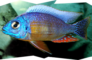 The Taiwan Reef Cichlid is a popular Hap from Lake Malawi