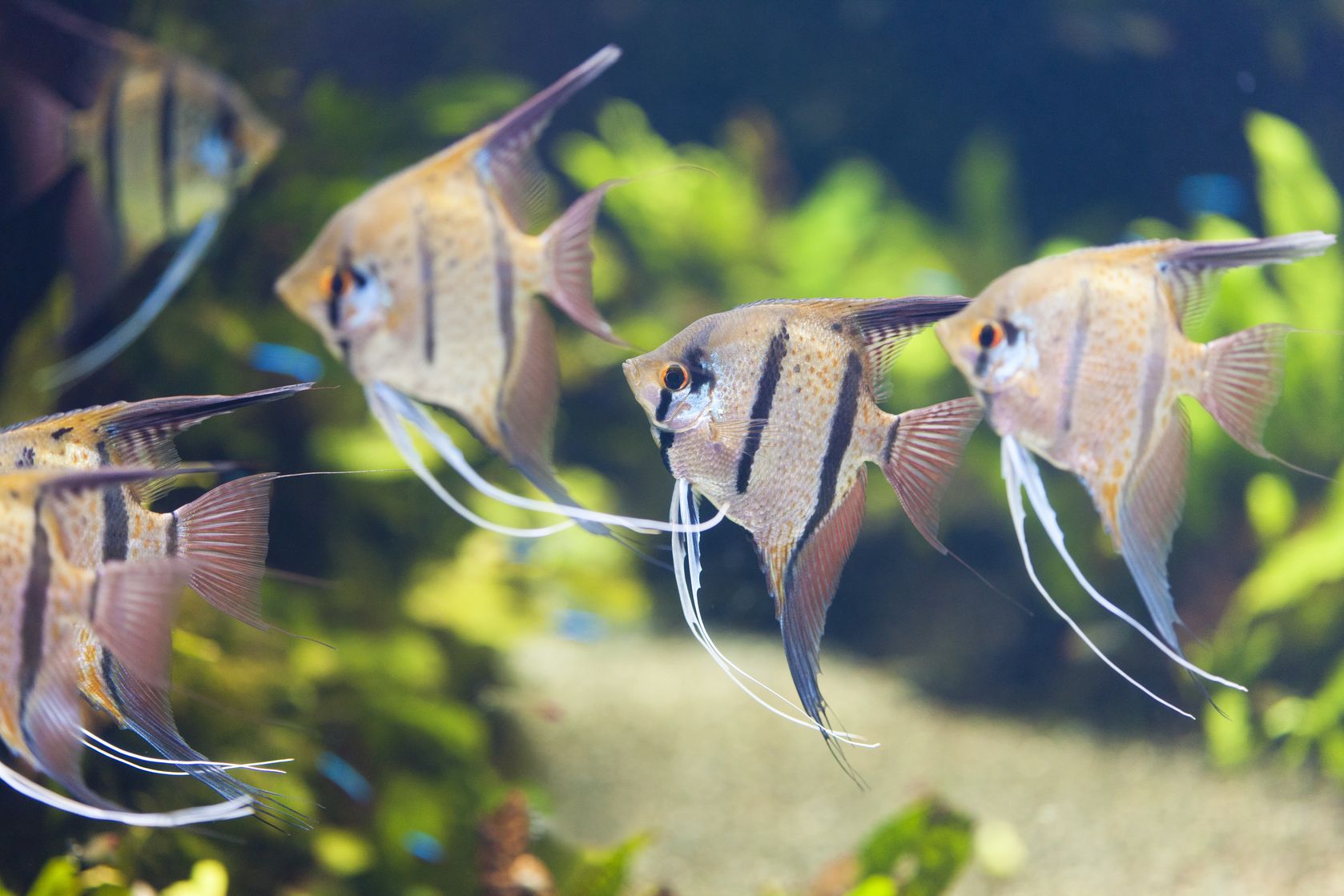 Several Silver Angelfish in a planted tank.