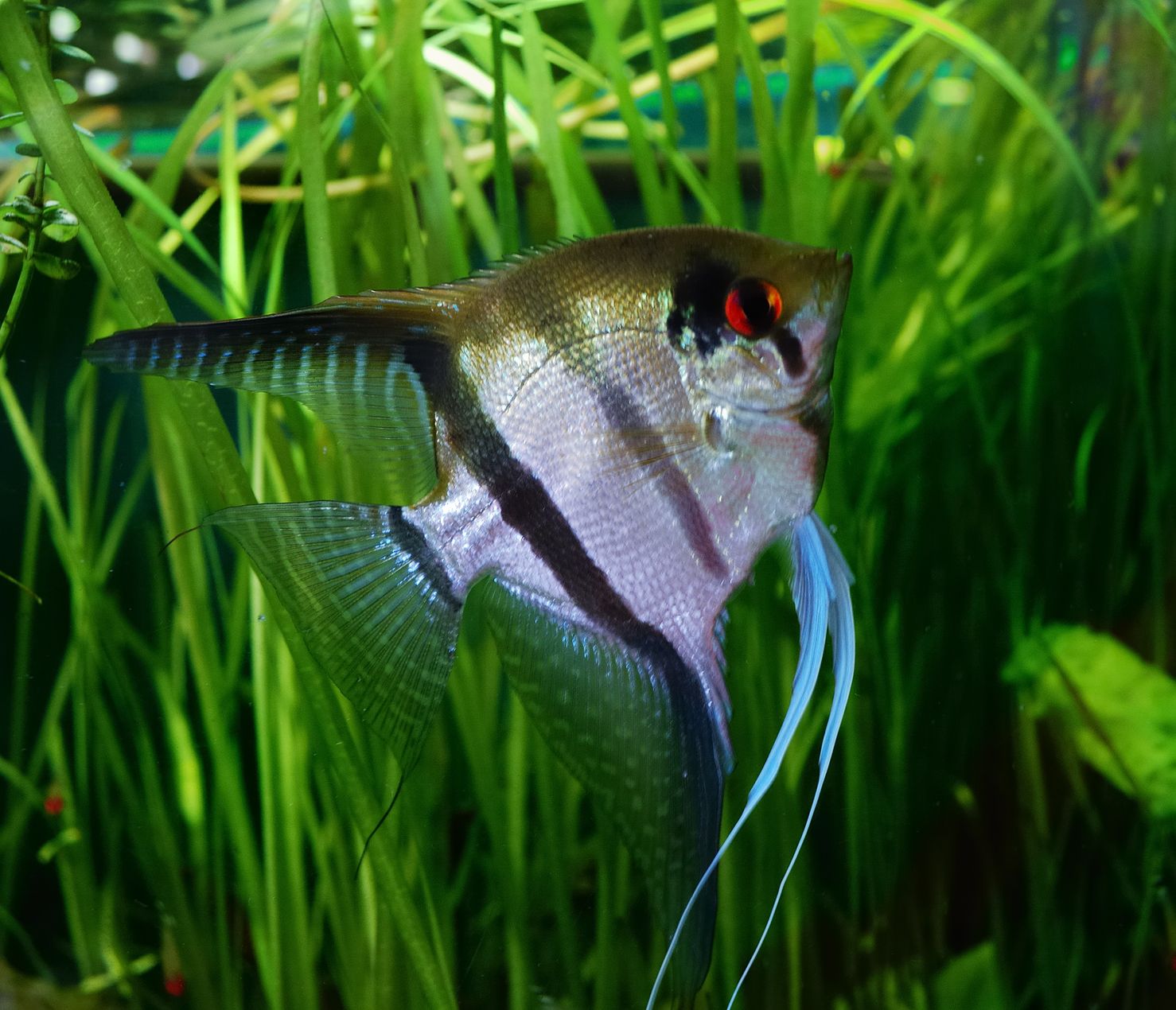 Pterphyllum Scalare Angelfish Cichlid Aquarium Finatics,Animal Jam Pet Armadillo