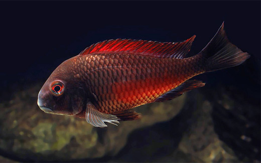 Tropheus sp. Tropheus Moliro Red Cichlid Aquarium Finatics